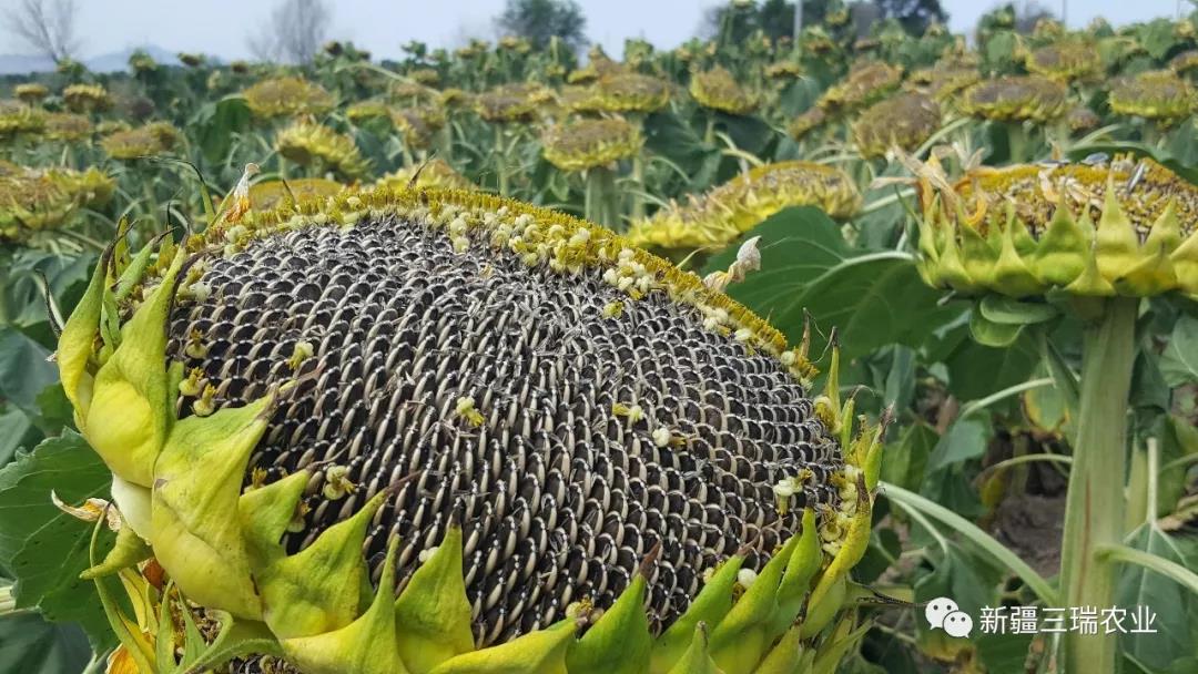 食葵种植避免重茬 重茬选地学问很大