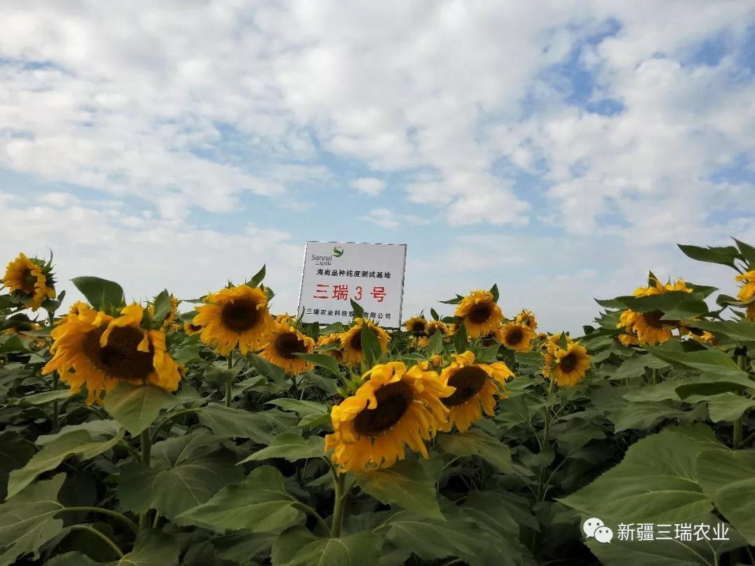 耐列当三瑞3号，连续种植表现优秀，自上市以来供不应求