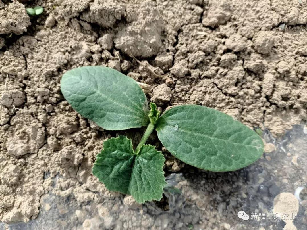 各种植地幼苗大竞赛，谁被评优秀？