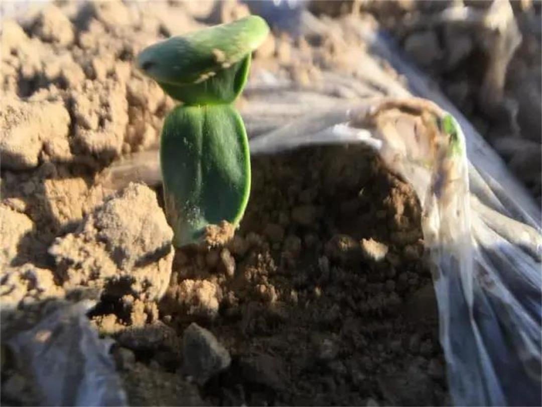 种植户最想知道的食葵膜下滴灌种植注意事项