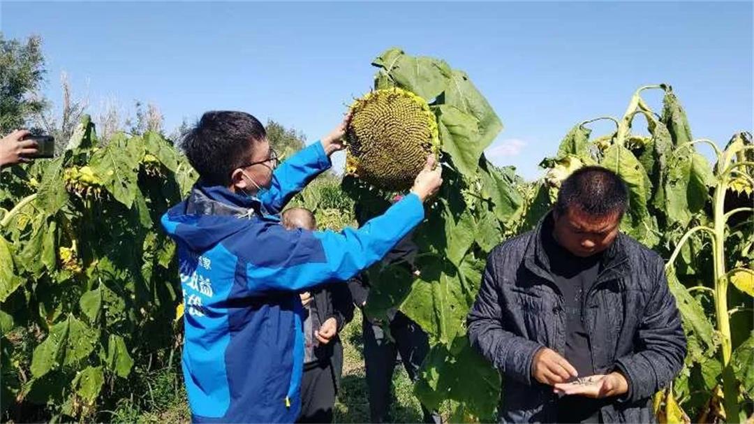 阿勒泰地区食葵实验田多个品种很出彩，插盘晾晒进行时